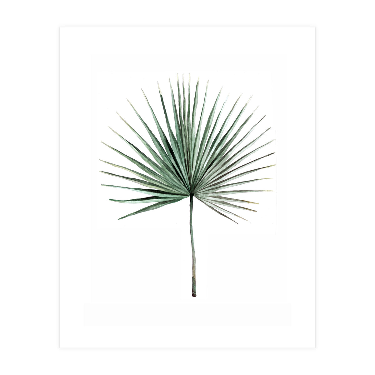 Botanical Illustration Fanpalm (Print Only)