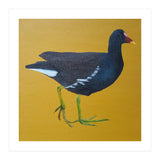 Moorhen (Print Only) thumbnail