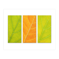 Autumn Leaves (Print Only)