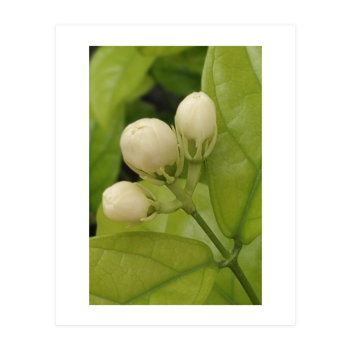 Jasmine Fragrance (Print Only)