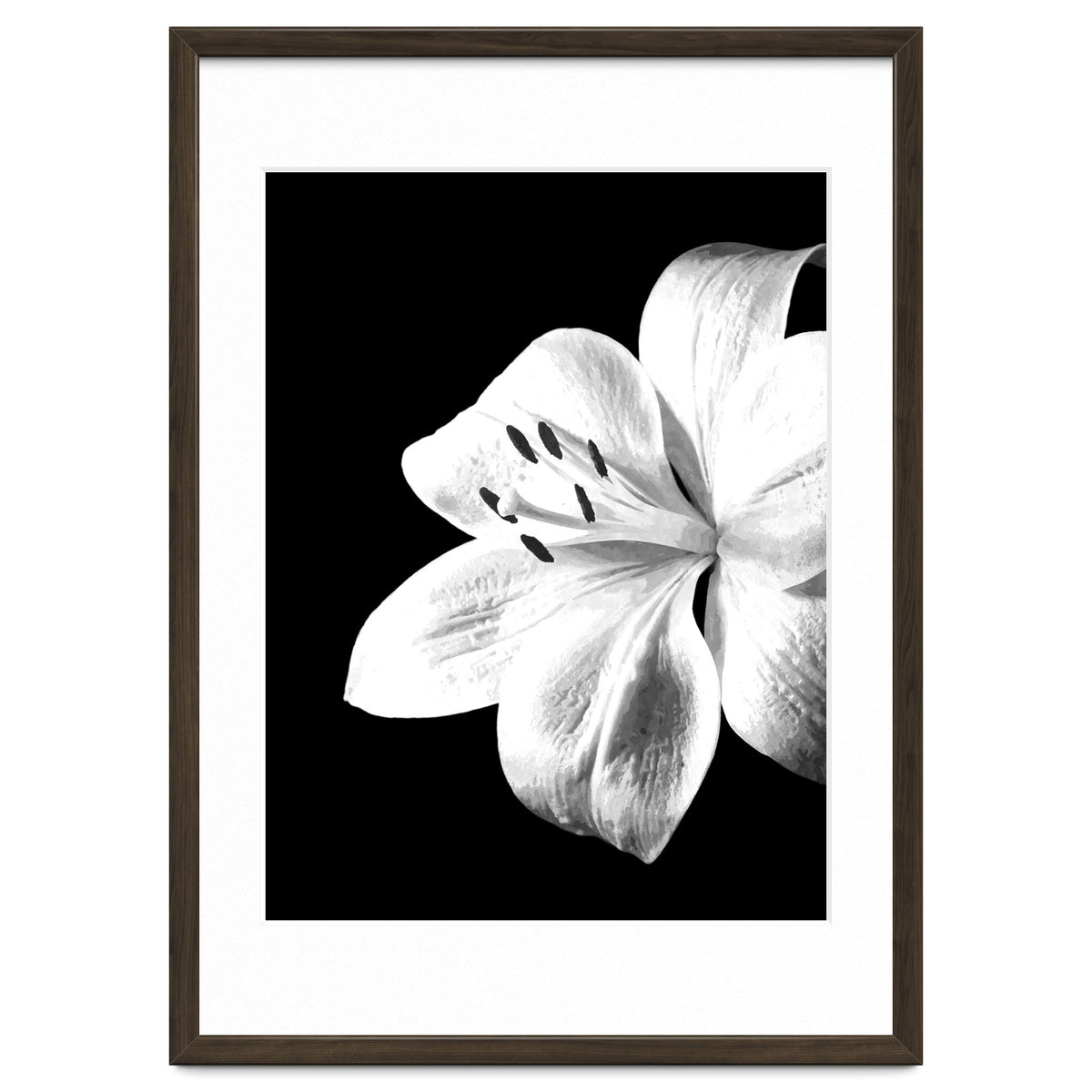 White Lily Black Background