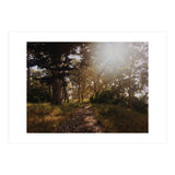 Golden Gate Park (Print Only) thumbnail