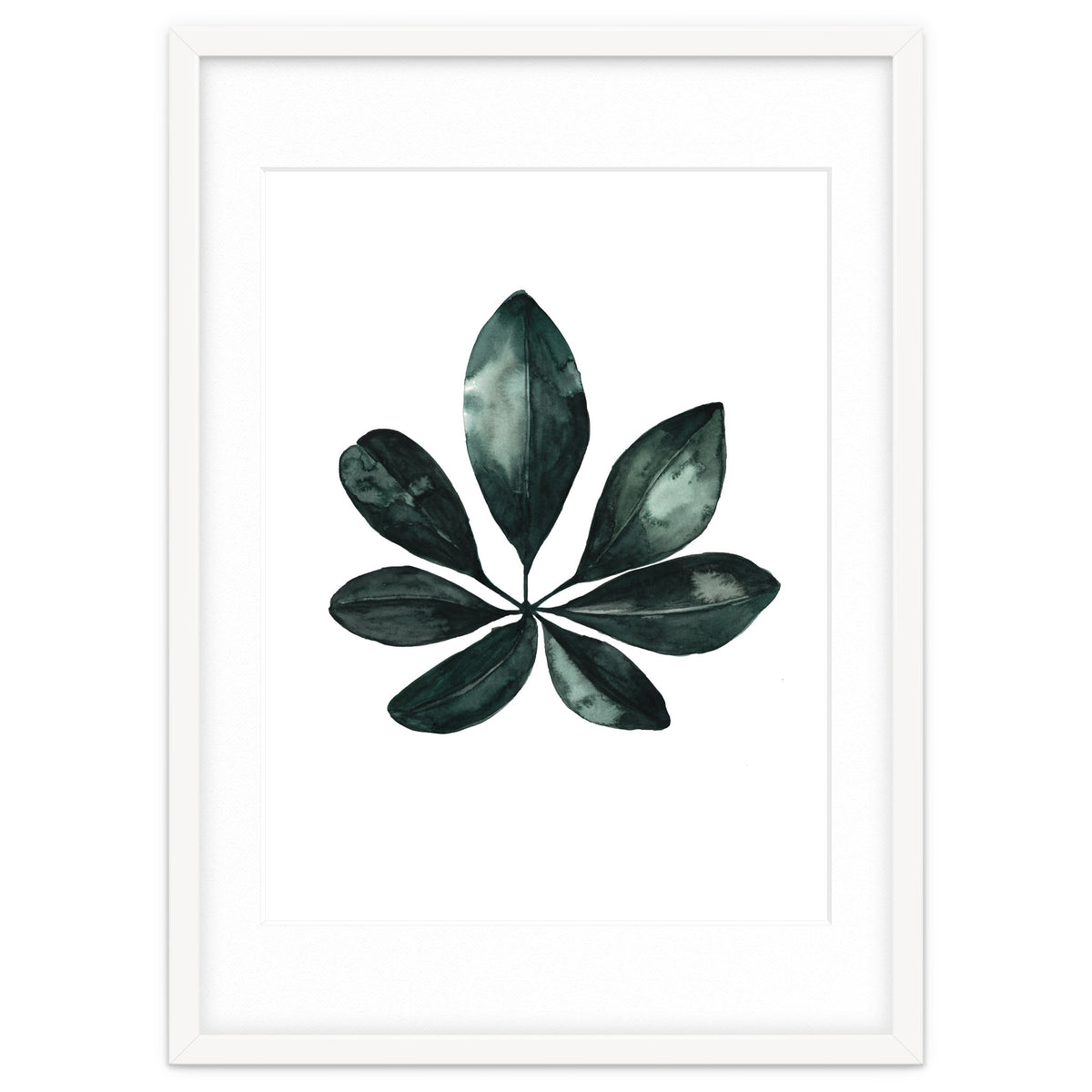 Botanical Illustration Arboricola Schefflera