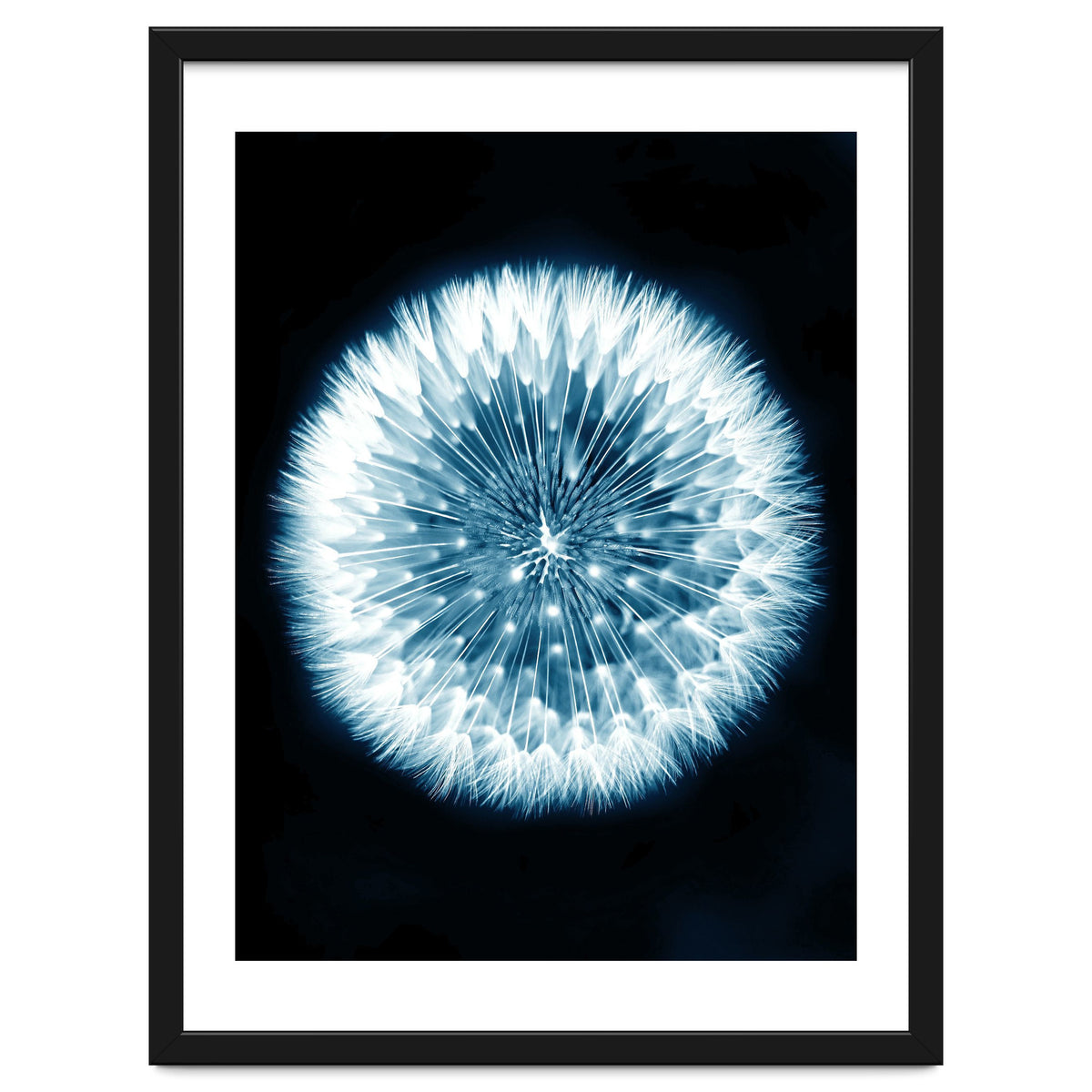 Taraxacum Officinale