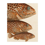 Fish Classic Designs 6 (Print Only) thumbnail