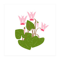 Cascading Cyclamen (Print Only)