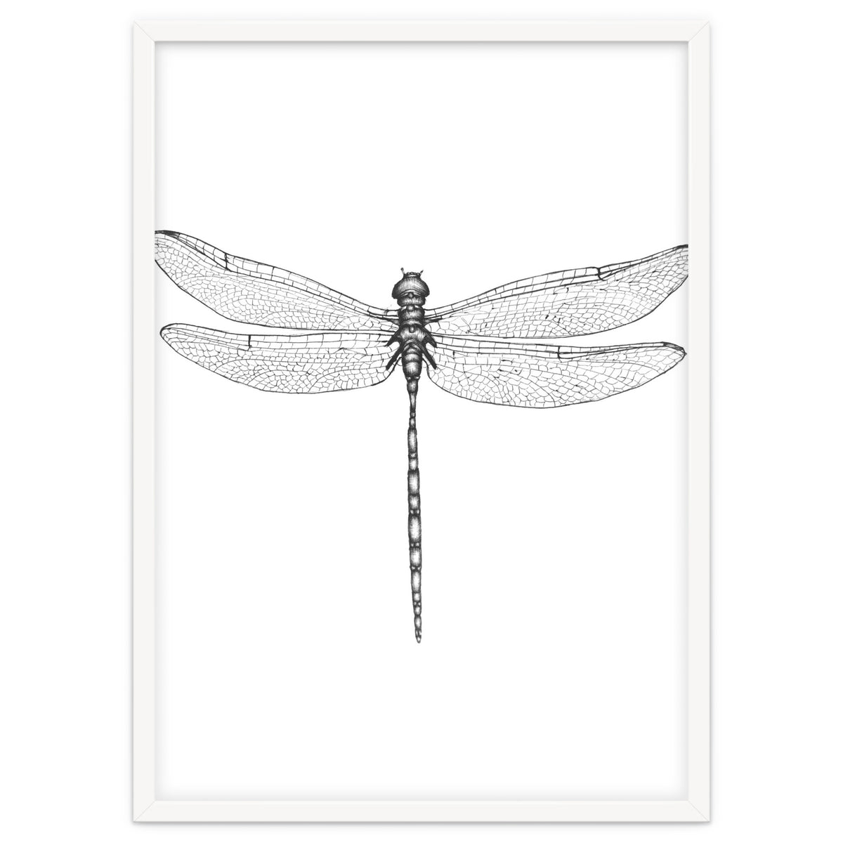 Dragonfly Wings