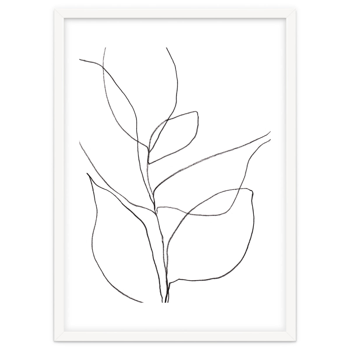 Plant Line Drawing