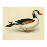Vintage Duck Painting (Print Only) thumbnail