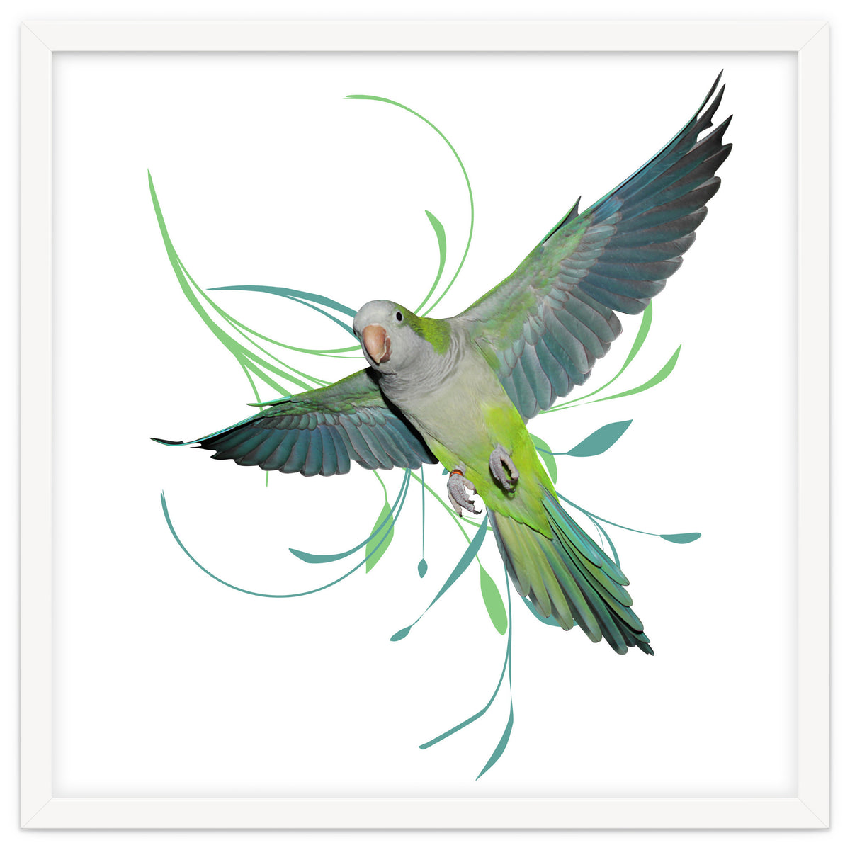 Flying quaker parrot