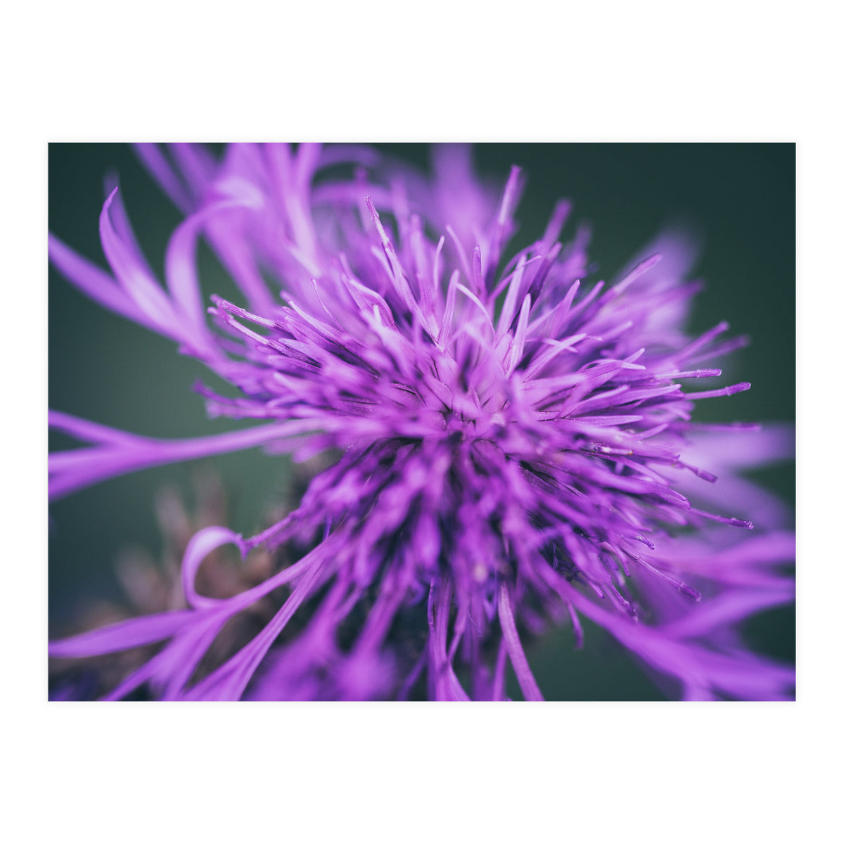 Amethyst (Print Only)