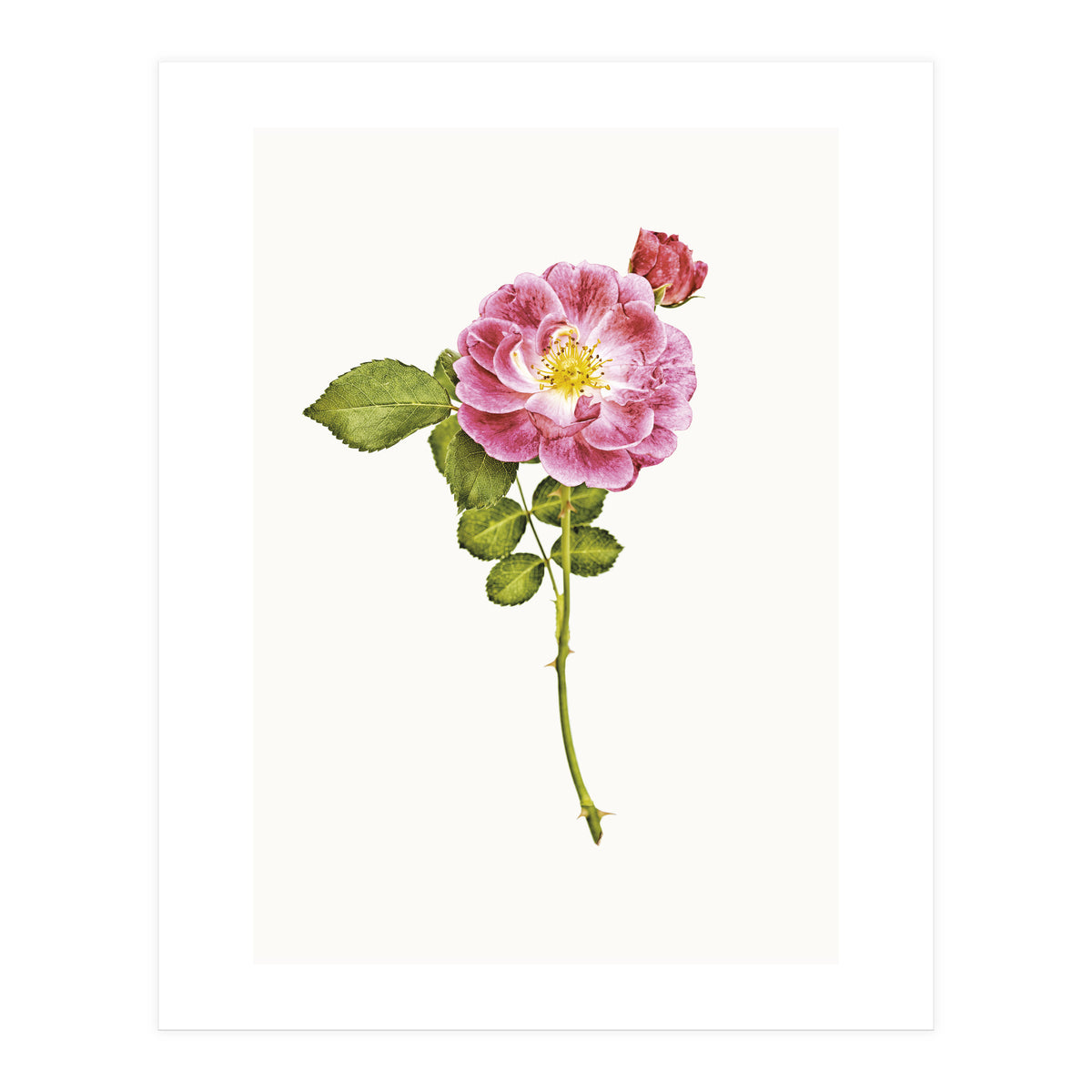 Cc Roses 05 (Print Only)