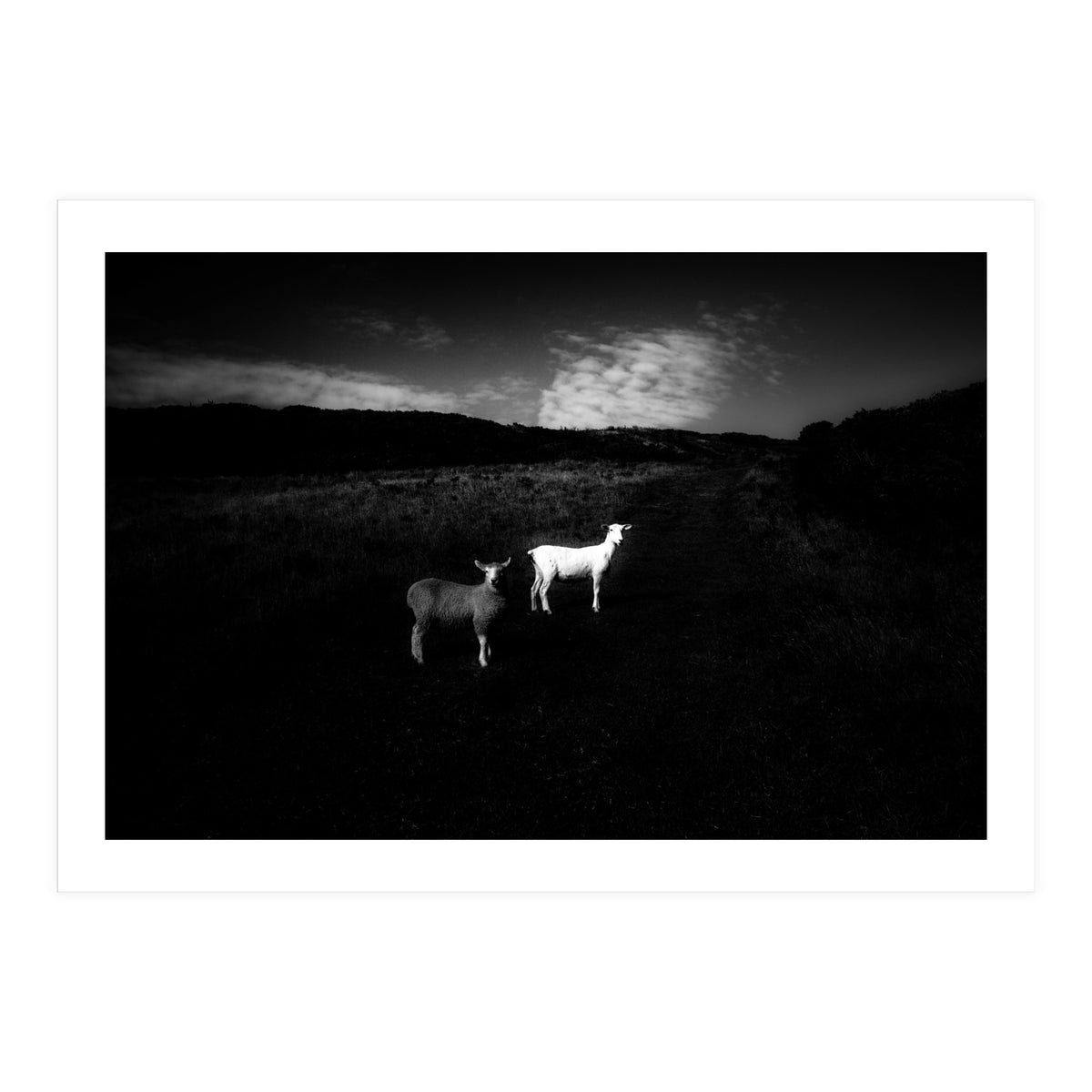 black and white (Print Only)