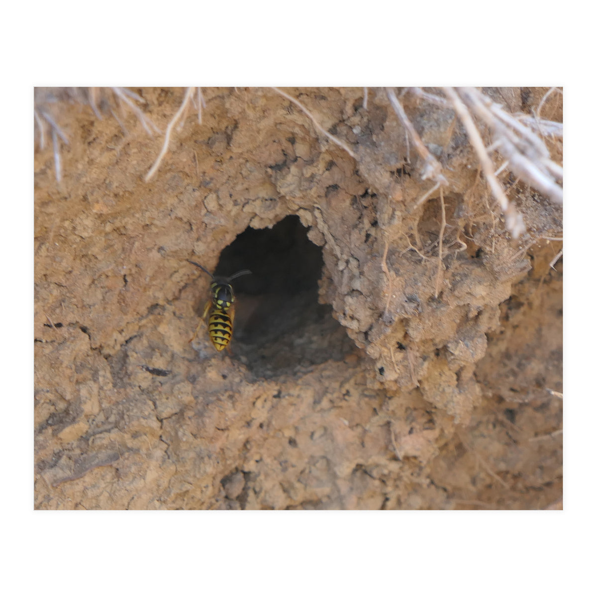 Wasp World (Print Only)