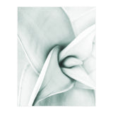 Agave (Print Only) thumbnail