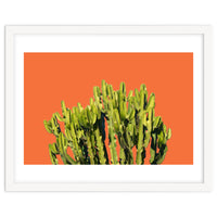 Bold Cactus