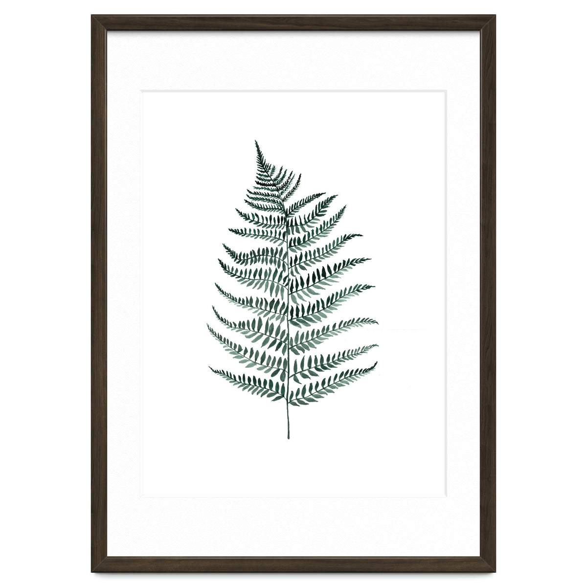 Botanical Illustration Silverfern