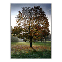 Autumnal Tree (Print Only)