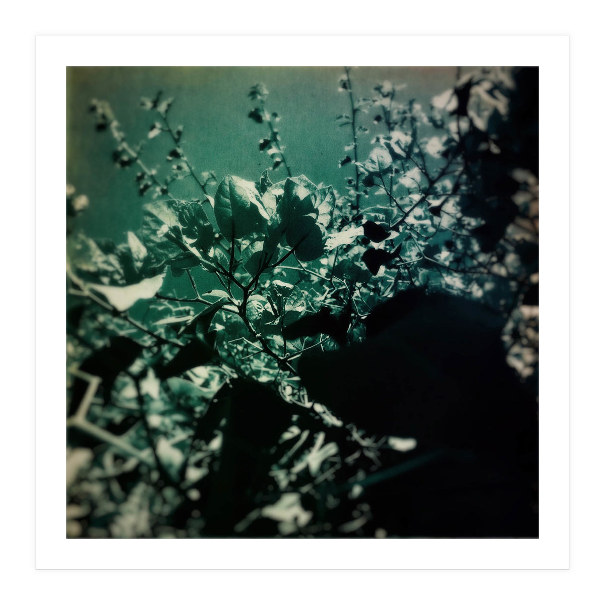 GREEN POEM (Print Only)