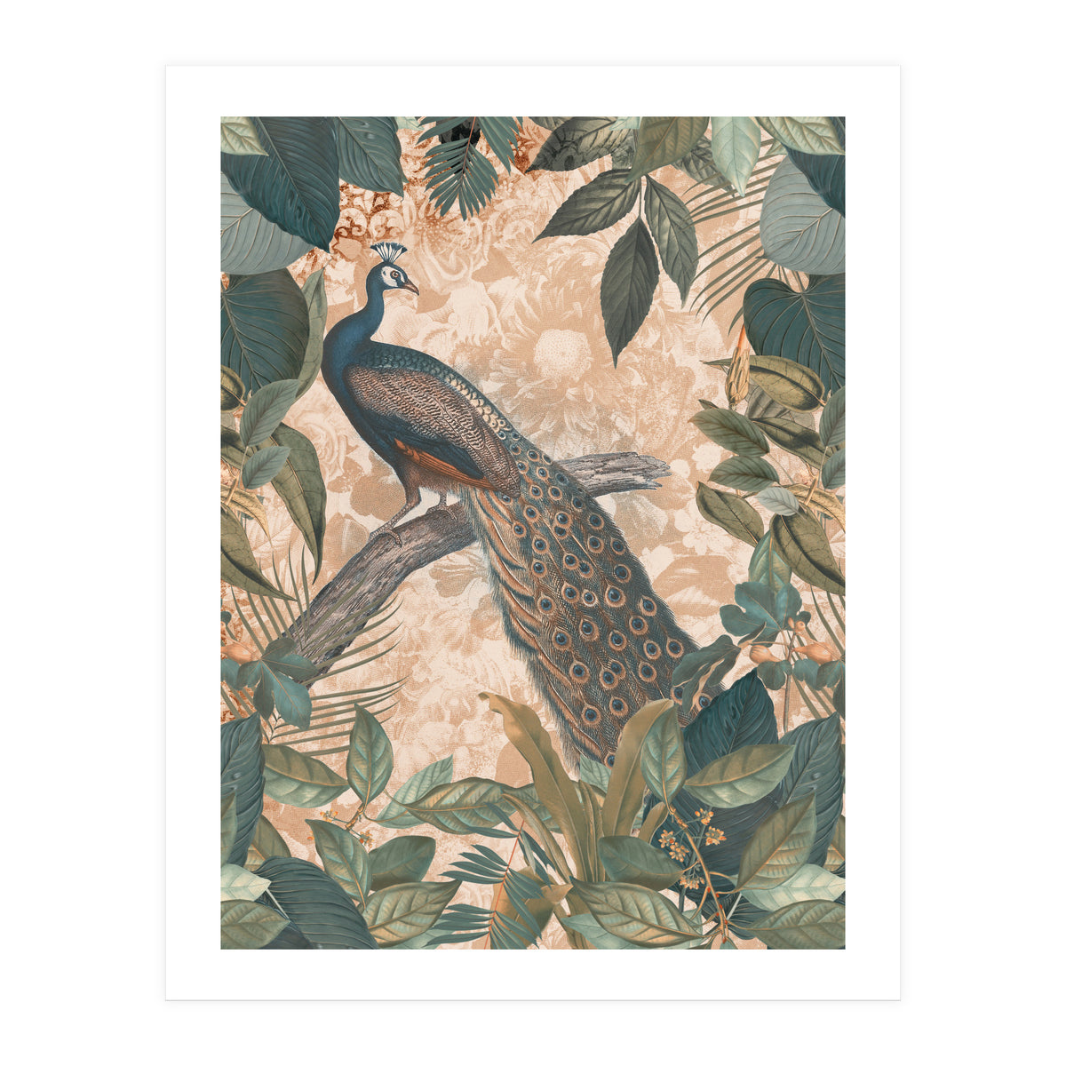 Vintage Peacock (Print Only)