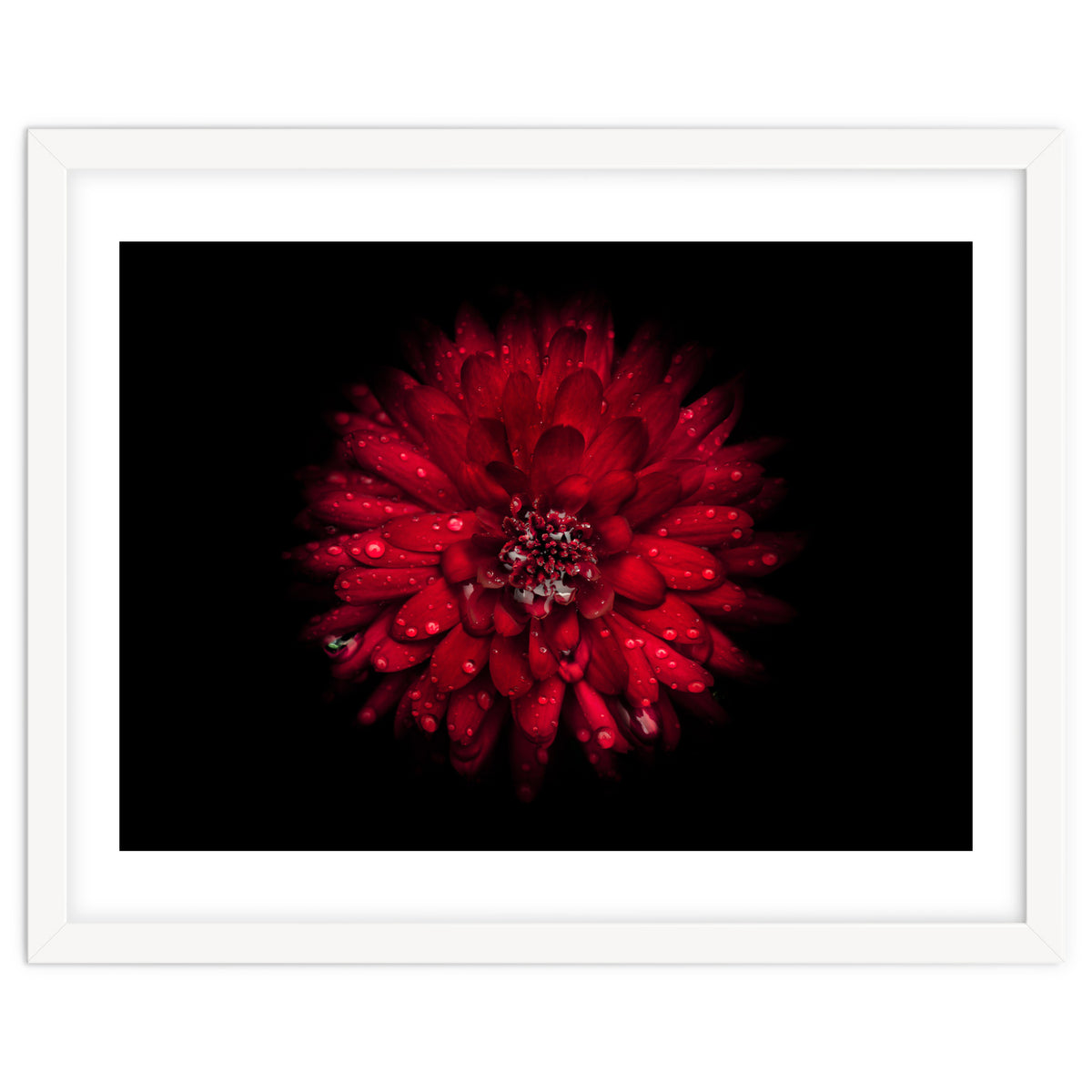 Backyard Flowers 45 Color Version