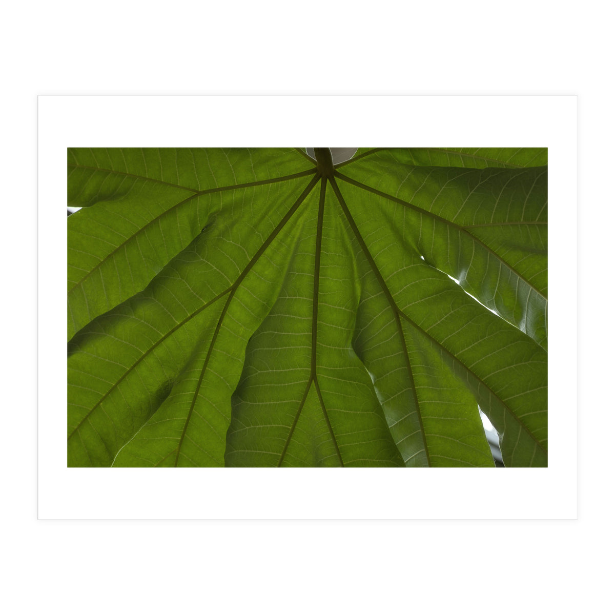 Hothouse (Print Only)