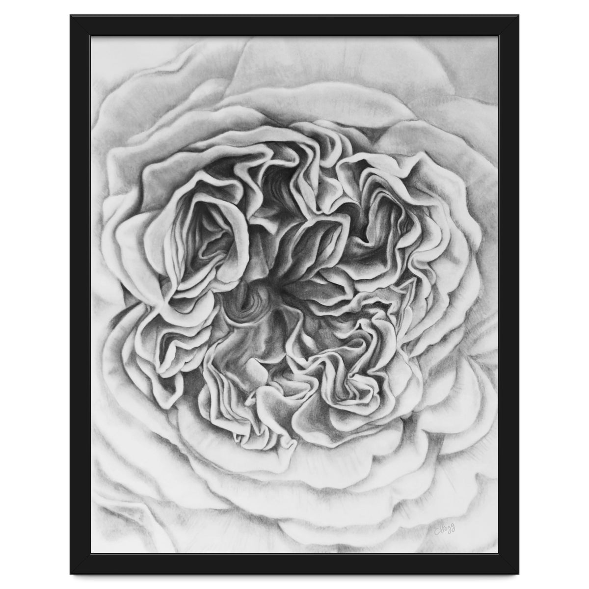 A Rose in Monochrome