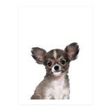 Chihuahua (Print Only) thumbnail