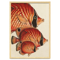 Fish Classic Designs 2