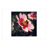 Wind Flower (Print Only) thumbnail
