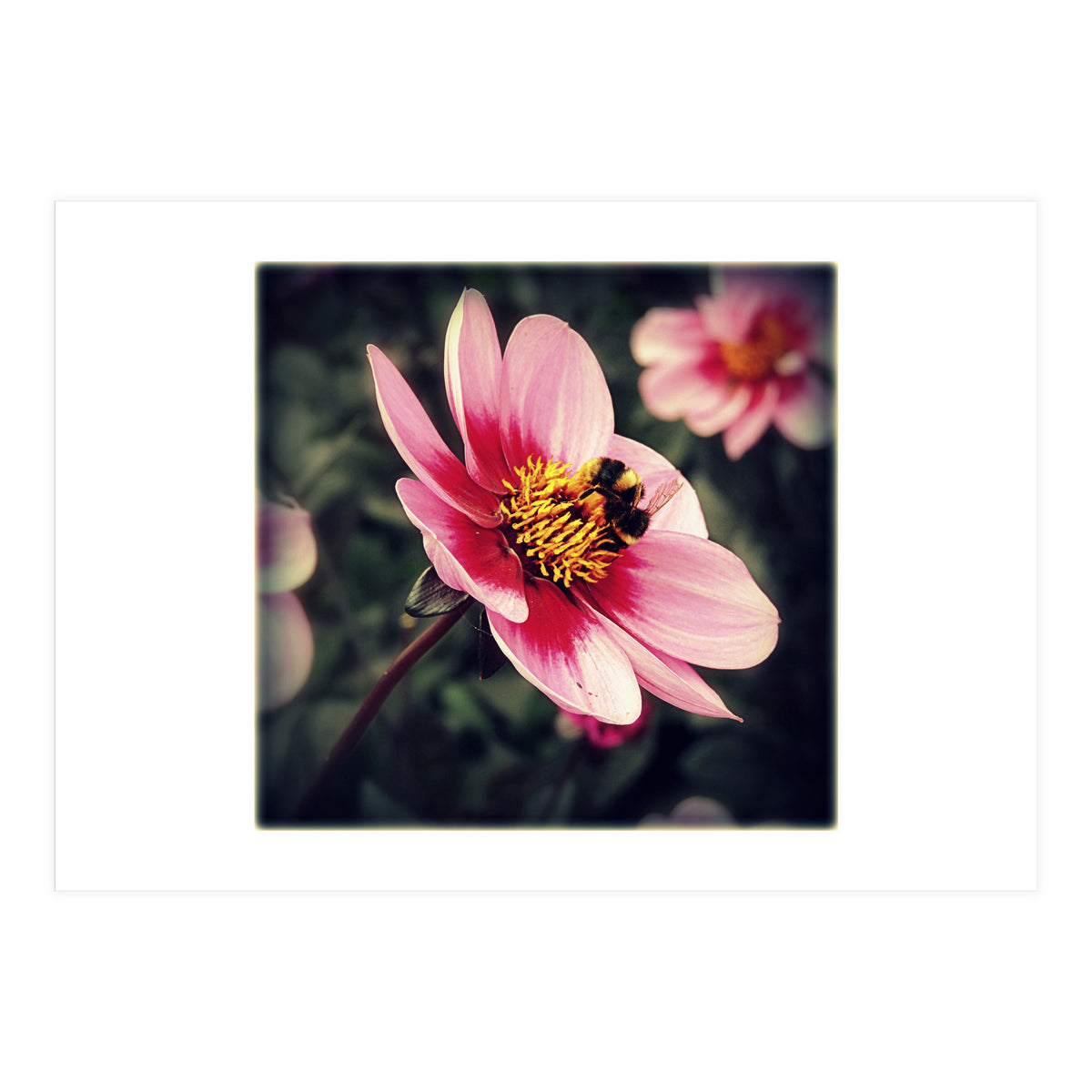 Wind Flower (Print Only)