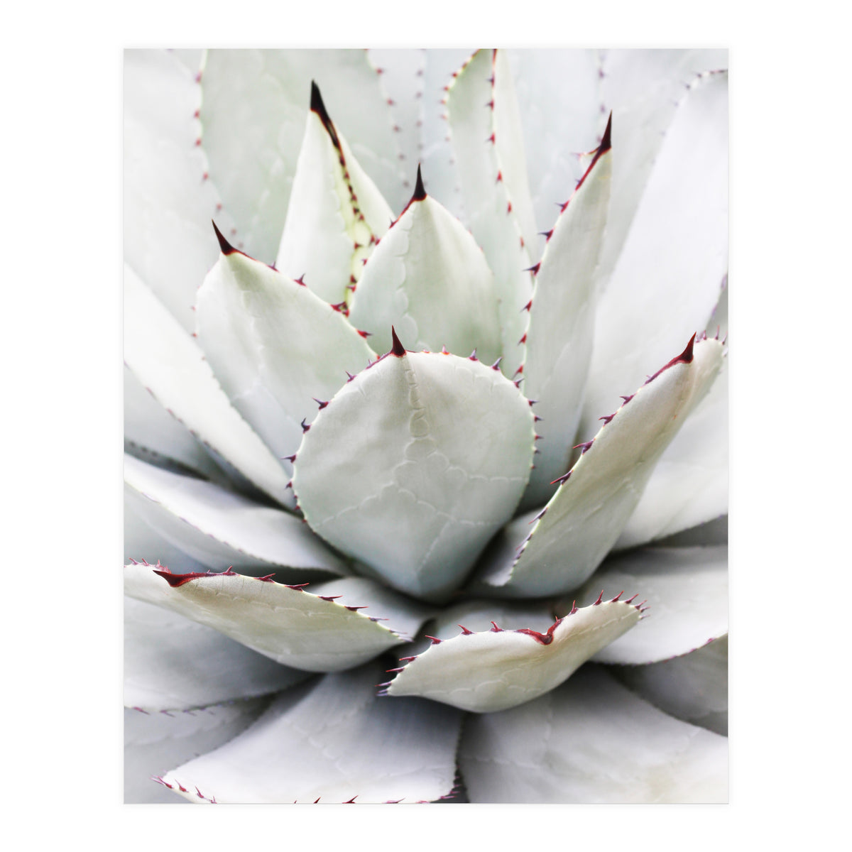 Agave plant (Print Only)