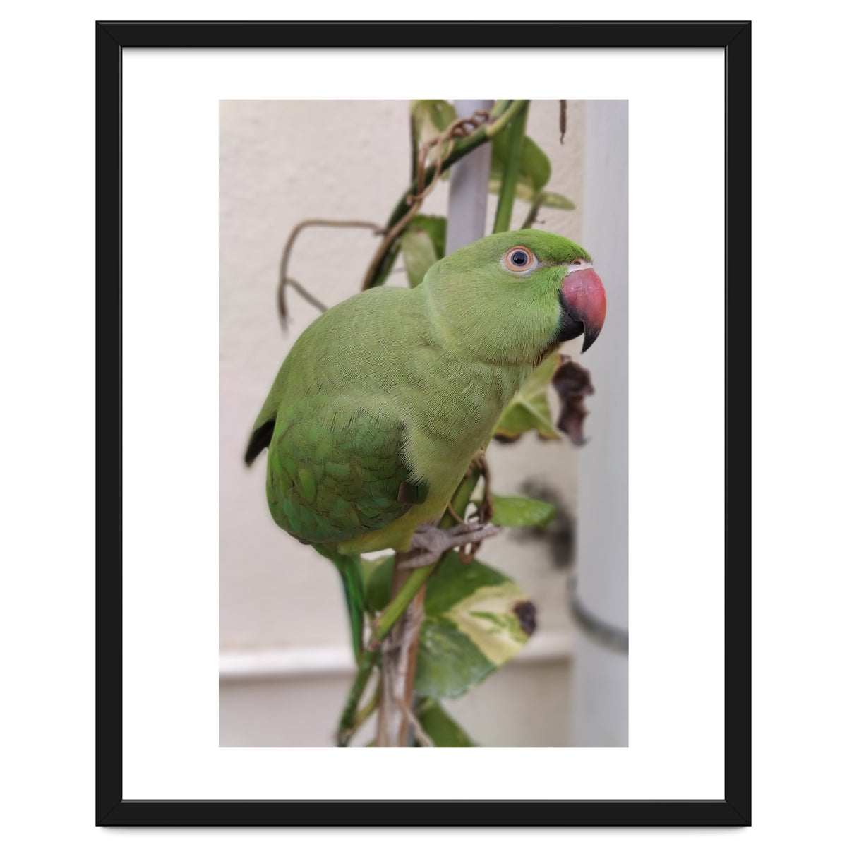Dazzling Indian Parrot