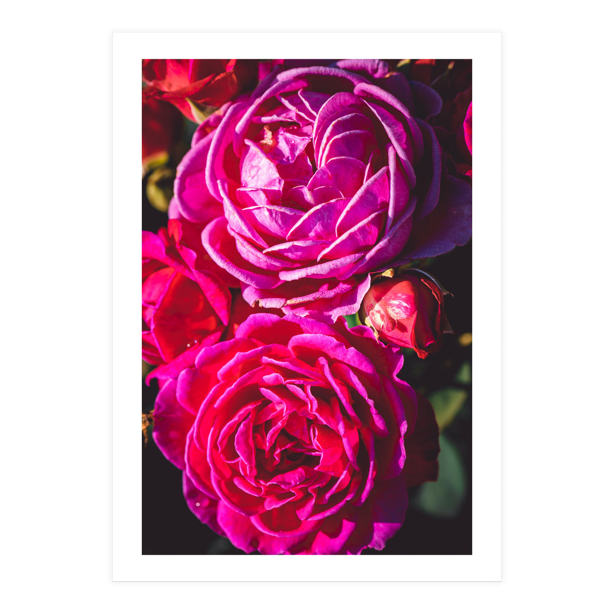 Rose Flowers  (Print Only)