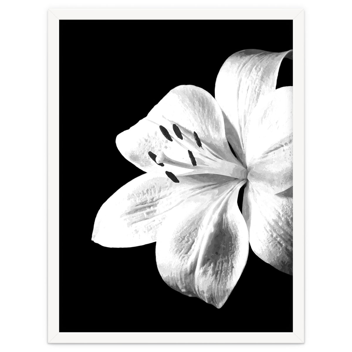 White Lily Black Background