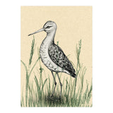 Black-tailed godwit in the grass (Print Only) thumbnail
