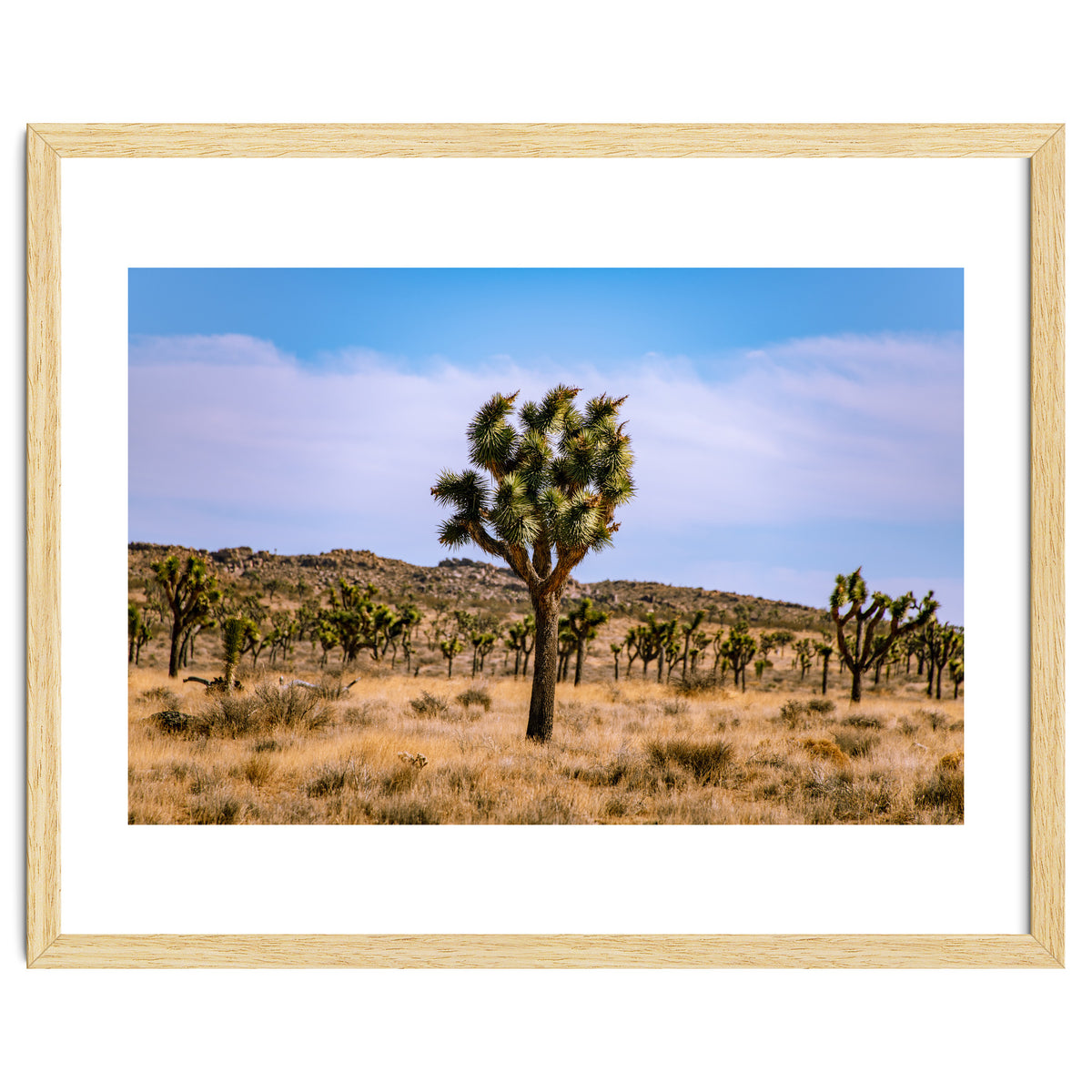 Joshua Tree