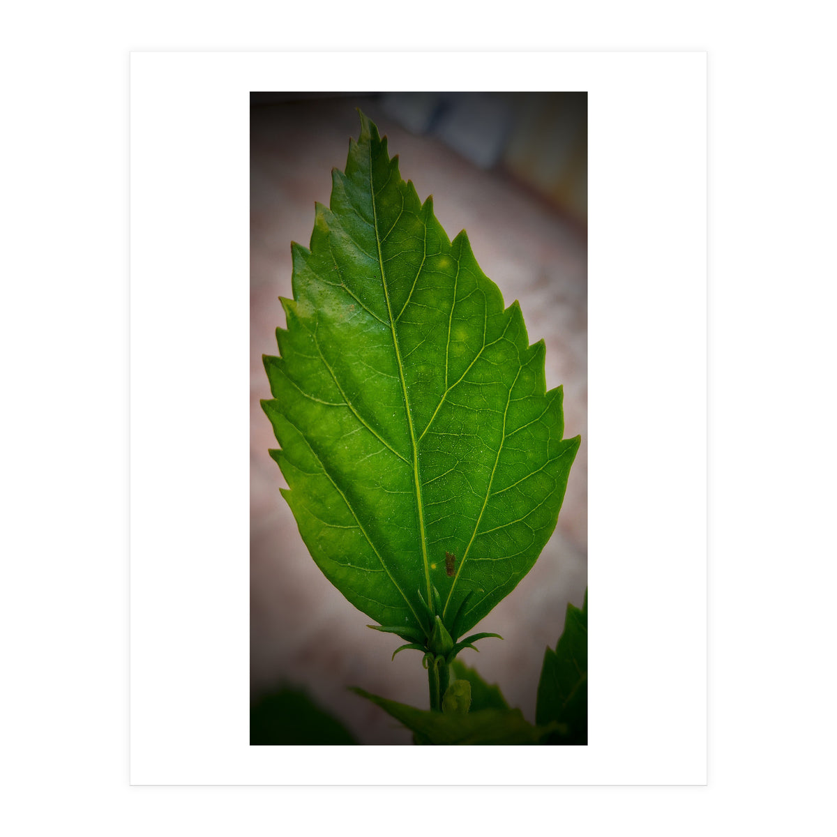 Hibiscus Plant Petal (Print Only)