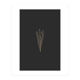 Delicate Fynbos Botanicals in Gold and Black (Print Only) thumbnail