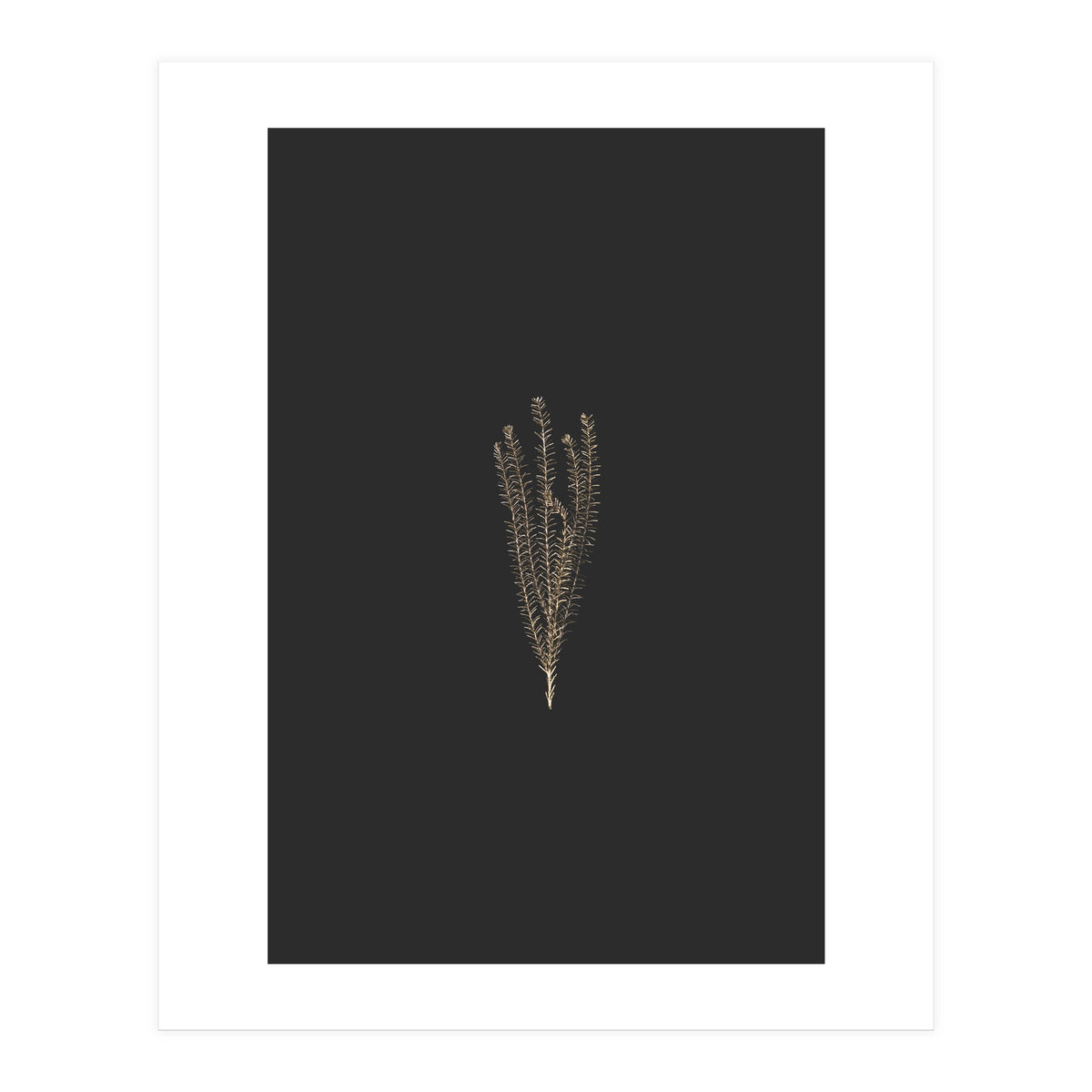 Delicate Fynbos Botanicals in Gold and Black (Print Only)
