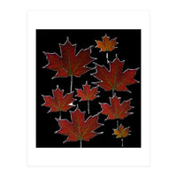 Red Autumn Leaves on Black Ground. (Print Only)