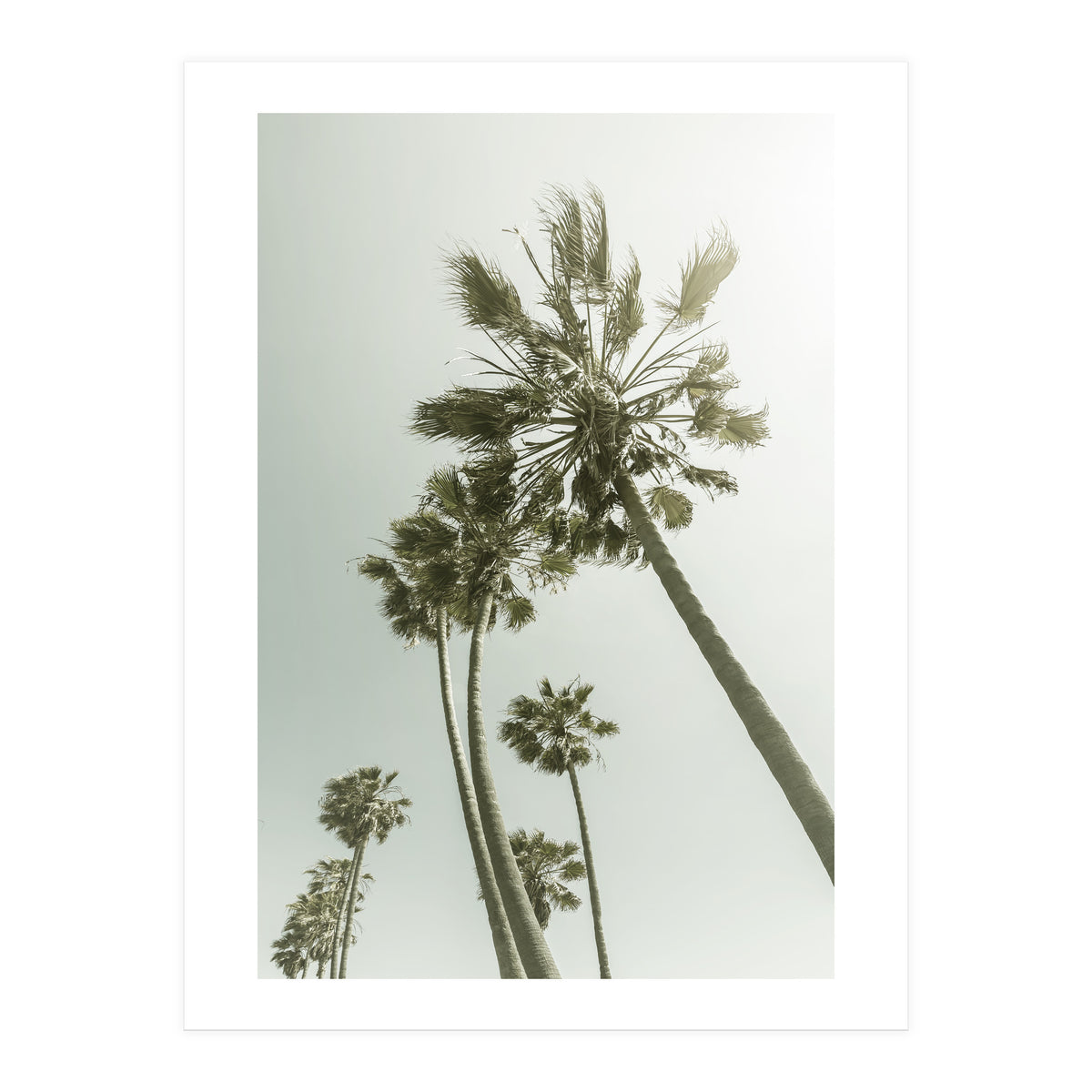 Vintage Palm Trees  (Print Only)