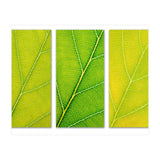 Autumn Leaves (Print Only) thumbnail