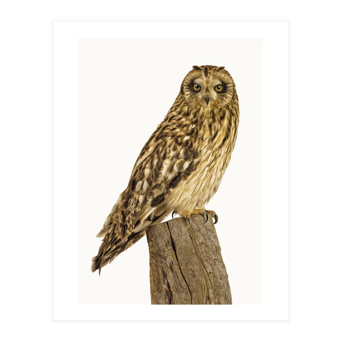 Cc Birds 01 (Print Only)