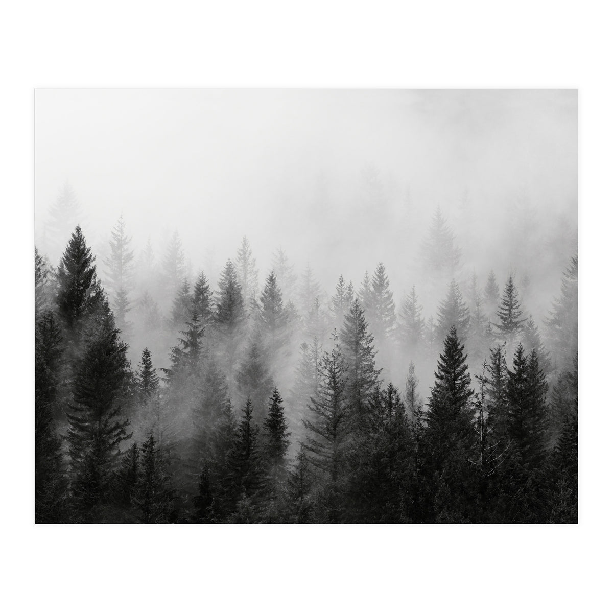 Black and White Forest (Print Only)