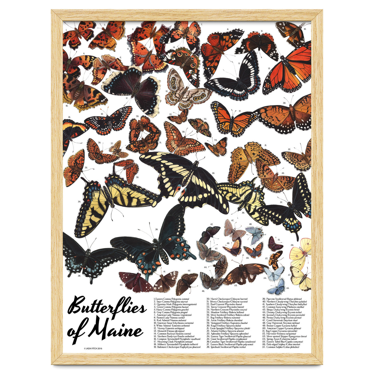 Maine Butterflies Chart