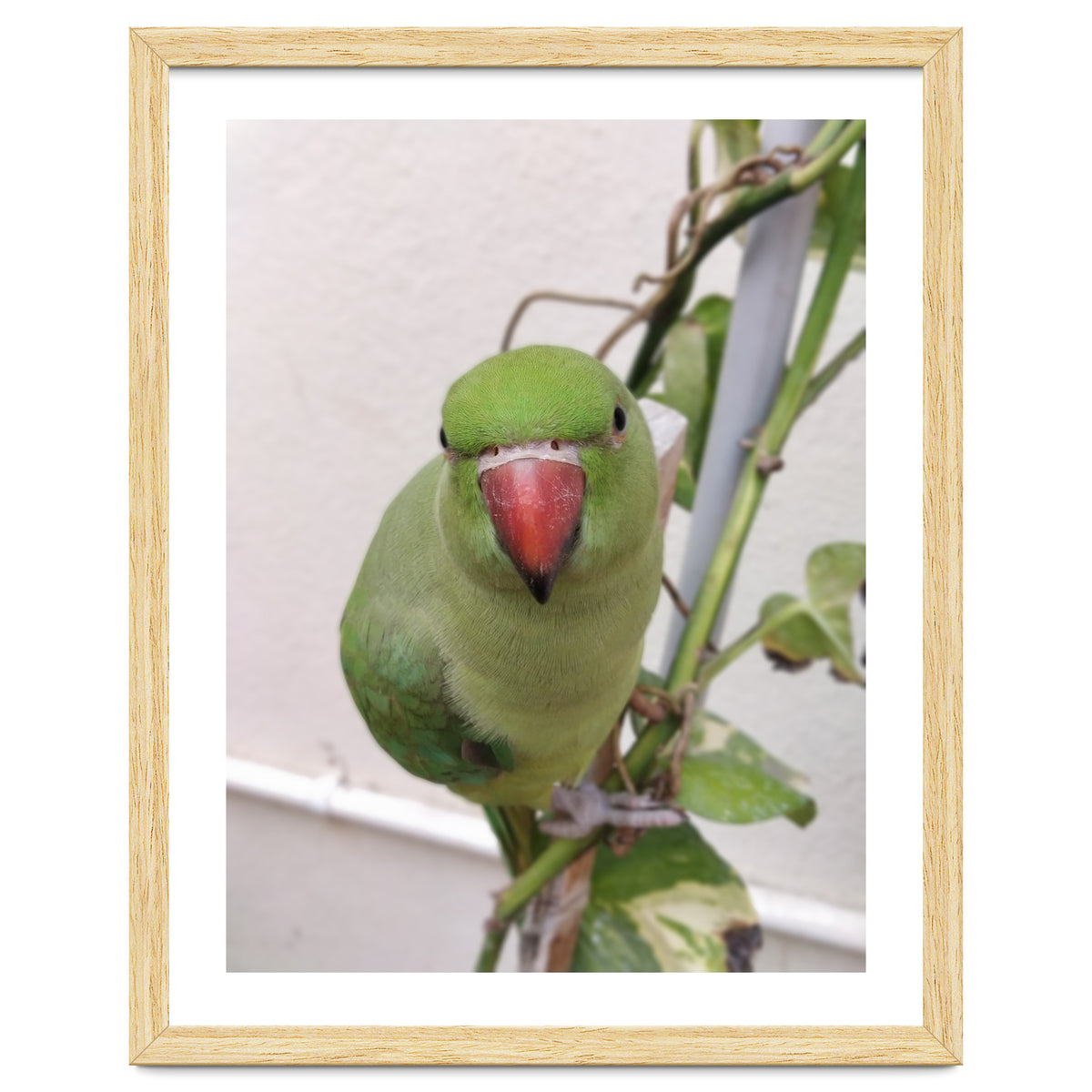 Attractive Indian Parrot