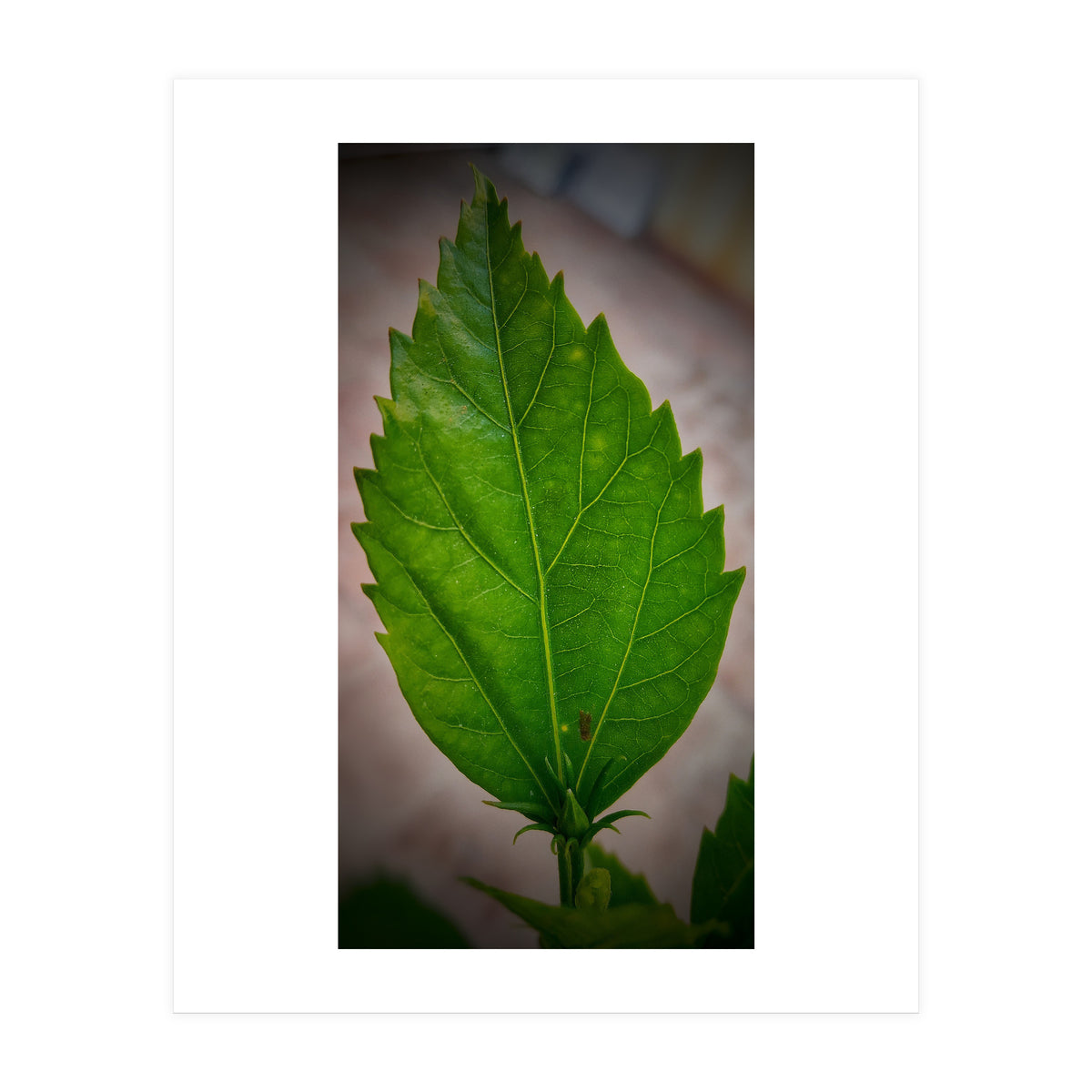 Hibiscus Plant Petal (Print Only)