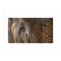 Face To Face - Elephant eye (Print Only)