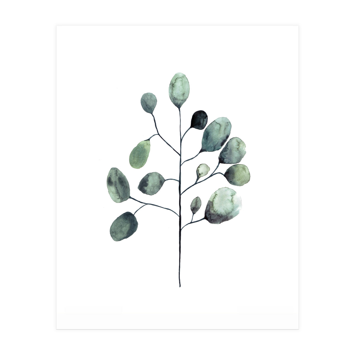 Botanical Illustration Eukalyptus (Print Only)